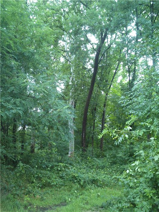 Parco Spina Verde