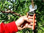 potatura delle siepi e delle piante