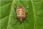 CIMICE ASIATICA