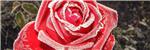 Gelate 7 e 8 aprile 2021